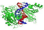 Vignette pour Enzyme de restriction