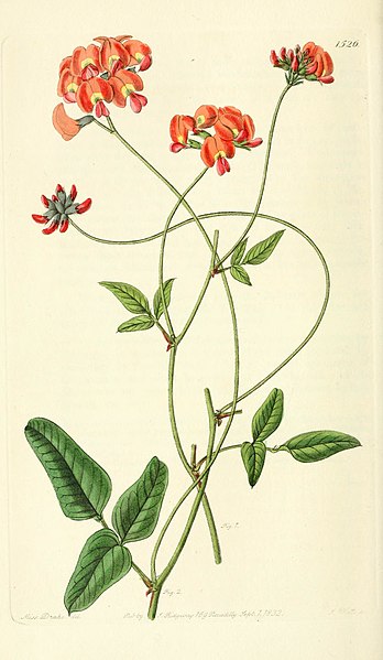 File:Edwards' botanical register, or, Ornamental flower-garden and shrubbery .. (1829-1847) (20549832014).jpg