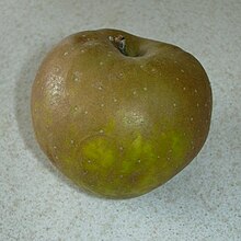 An Egremont Russet apple, almost completely covered in russeting Egremont Russet Apple.jpg