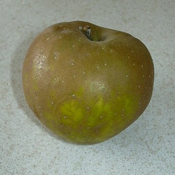 Egremont Russet