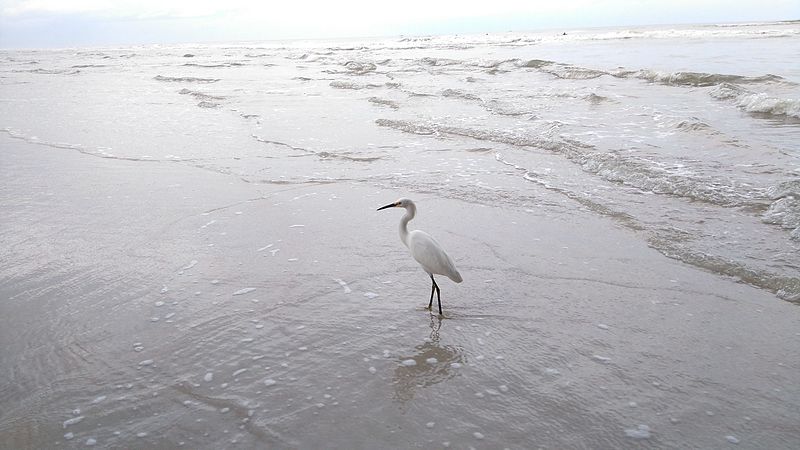 File:Egretta thula - Daytona Beach.jpg