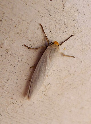 <i>Manulea palliatella</i> Species of moth