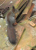 Uk: Theria Ik: Eutheria Boreoeutheria Öo: Euarchontoglires Glires O: Rodentia Uo: Sciuromorpha F: Sciuridae S: Sciurus A: Sciurus vulgaris Ua: Sciurus vulgaris vulgaris Ekorrunge i Falköping, Västergötland.