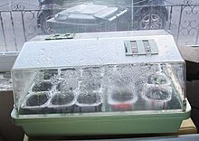 Electric propagator, filled with pepper plant seedlings, in front of a house window. ElectricPropagator.JPG