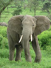 African Elephant - Loxodonta africana