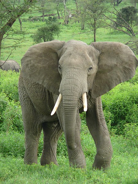 File:Elephant near ndutu.jpg