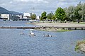 * Nomination Swans and geese in the River park in Drammen.--Peulle 11:43, 7 September 2019 (UTC) * Promotion Good quality. --Imehling 13:44, 7 September 2019 (UTC)