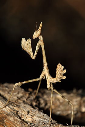 Empusa pennata