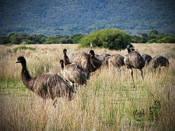 Emun lever under stora delar av året i löst sammanhållna flockar.