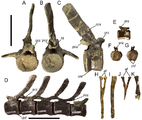 Caudal vertebrae and chevrons of Eolambia.Proximal caudal vertebra CEUM 52066 (WS8) in (A) cranial, (B) caudal, and (C) right lateral views. Articulated middle caudal vertebrae (CEUM 35414, 35415, 35416, 35425, and 35426; Eo2) in (D) left lateral view. Distal caudal vertebra CEUM 35486 (Eo2) in (E) left lateral, (F) cranial, and (G) caudal views. Proximal chevron CEUM 14457 (Eo2) in (H) cranial and (I) left lateral views. Distal chevron CEUM 34322 (Eo2) in (J) cranial and (K) left lateral views. Abbreviations: af, articulation facet; ccv, cranial convexity; chf, chevron facet; hl, horizontal lamina between postzygapophyses; poz, postzygapophysis; prz, prezygapophysis. Scale bars equal 10 cm.