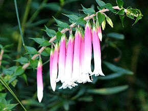 Descripción de la imagen Epacris longiflora.jpg.