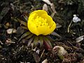 Eranthis hyemalis