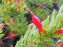 Eremophila glabra carnosa (barglar va gullar) .jpg