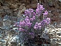 Erica umbellata Habitus 2009May10 SierraMadrona.jpg