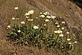 Eriogonum compositum