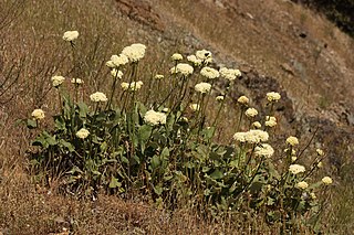 <i>Eriogonum</i> genus of plants