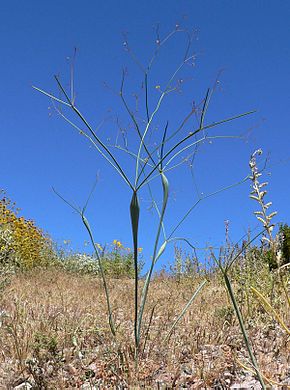 Descrizione dell'immagine Eriogonum inflatum 1.jpg.