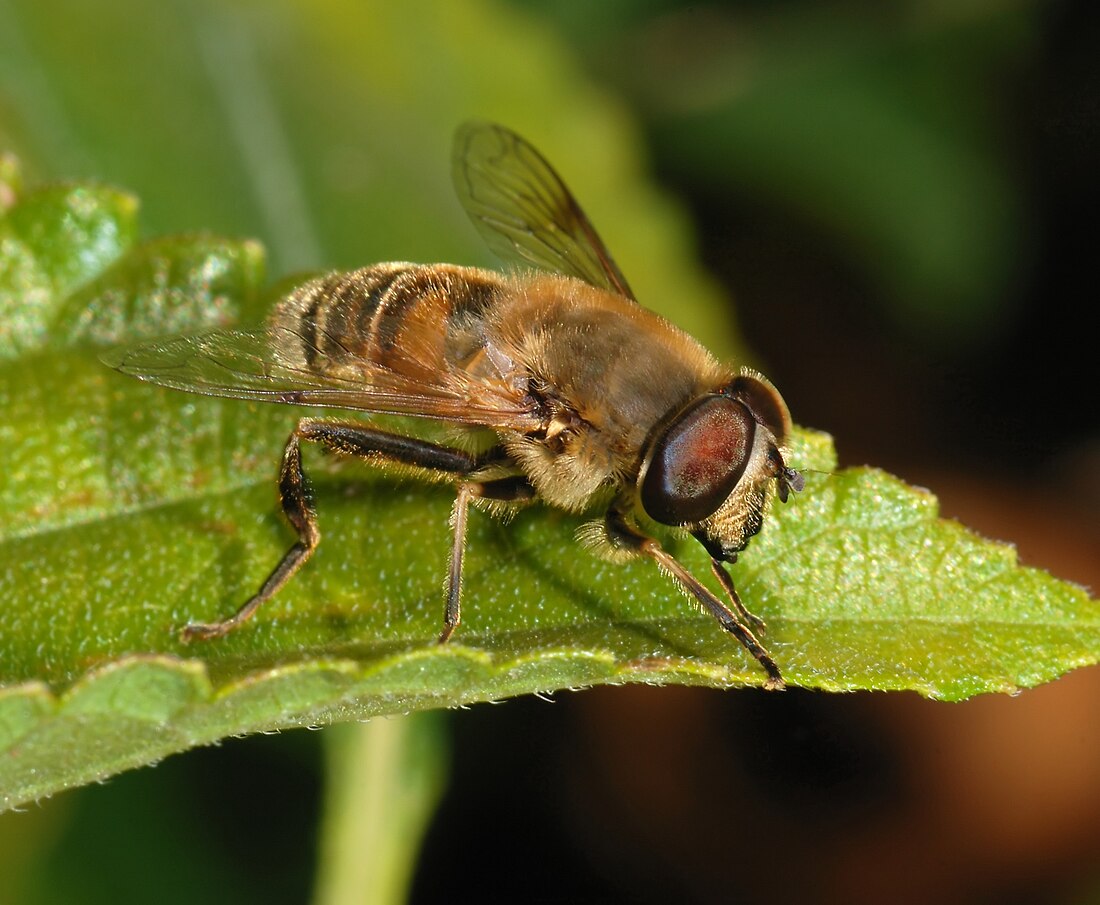 Eristalis tenax