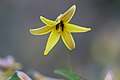 * Nomination yellow trout lily --Cephas 12:33, 13 March 2023 (UTC) * Promotion  Support Good quality. --Ermell 14:58, 13 March 2023 (UTC)