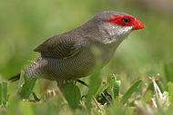 Common waxbill Estrilda astrild 2.jpg