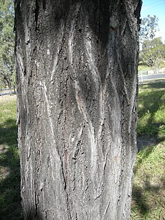 Ironbark eucalyptus trees with characteristic bark