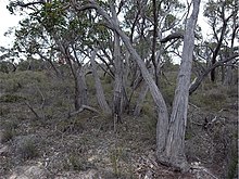 Eukalyptus arenacea Gewohnheit.jpg