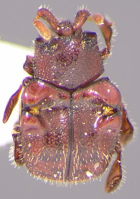 Eucurtiopsis kanaari