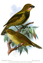 Thumbnail for Wattled ploughbill