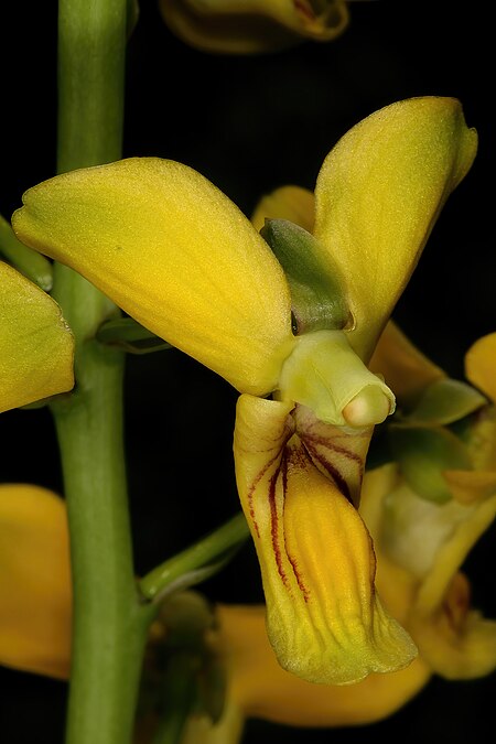 Eulophia speciosa