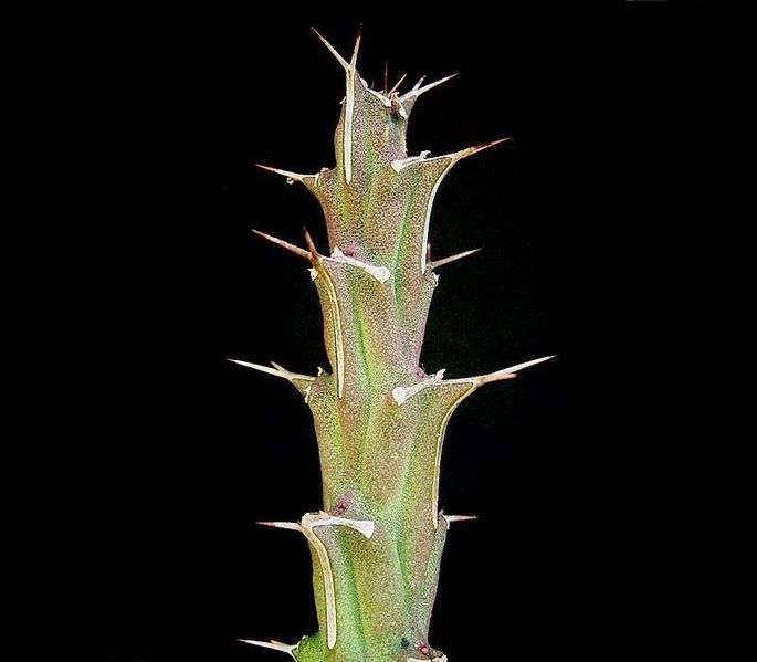 File:Euphorbia uhligiana2 ies.jpg