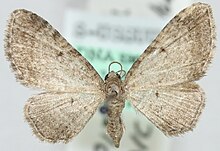 Eupithecia addictata3.JPG