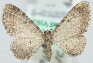<i>Eupithecia addictata</i> Species of geometer moth