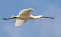 * Nomination Eurasian spoonbill (Platalea leucorodia) in flight --Alexis Lours 19:04, 1 May 2022 (UTC) * Promotion Very good. --Johannes Robalotoff 19:25, 1 May 2022 (UTC)