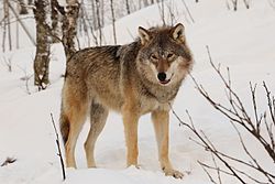 Eurasian wolf.JPG