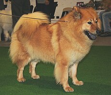 Eurasier 2009 pl2.jpg