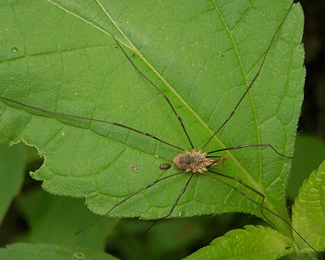 Harvestman (Opiliones)