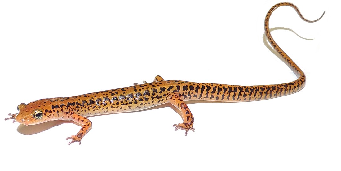 File:Eurycea longicauda (long-tailed salamander).jpg