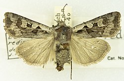 Euxoa redimicula -25781, det. Gates Clarke, North Rim Grand Canyon, Arizona, 23 July 1940, Louis Schellbach III (49552547248).jpg