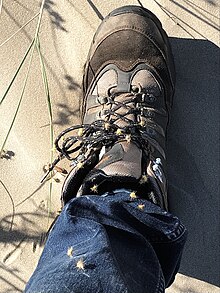 Epizoochory in the grass Cenchrus spinifex: burs on clothing after walk on beach Example of Epizoochory var. Anthropochory - Cenchrus spinifex burs on boot and trouser leg.jpg