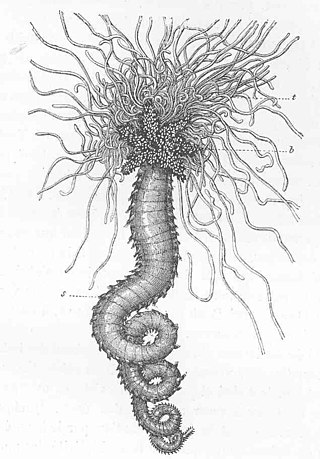 <i>Neoamphitrite</i> Genus of polychaetes