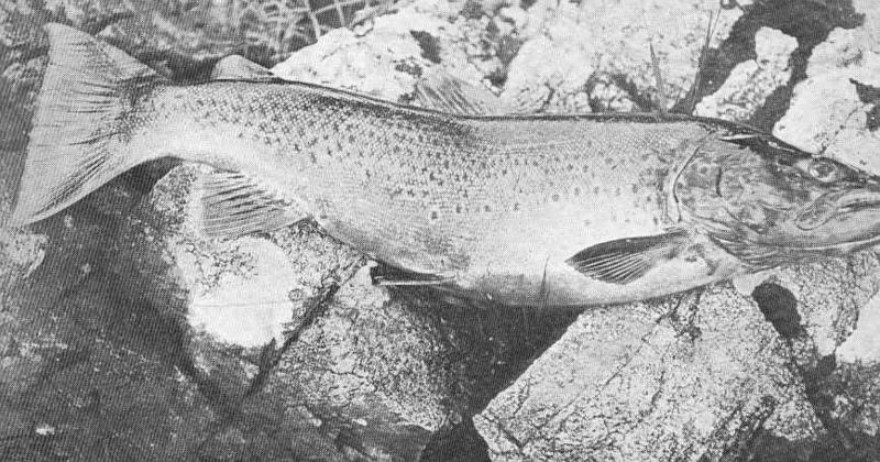 File:FMIB 49665 8-lb Loch Veyatie Trout June 1906.jpeg