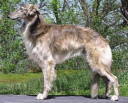 Silk Greyhound