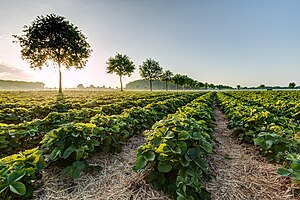 Agriculture In Cambodia Wikipedia