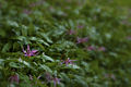 Fawn lilies (8688294483).jpg