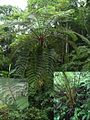 (Cyathea spinulosa) Baumfarne im Regenwald von Taiwan