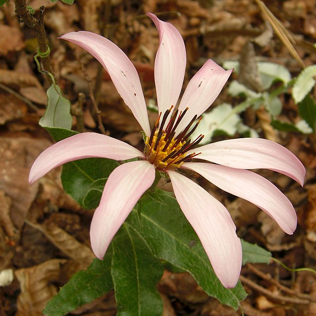 Mora (plant) - Wikipedia