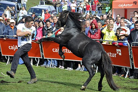 Tập_tin:Fiesta_del_Asturcón_2013_07.jpg