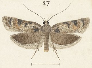 <i>Izatha phaeoptila</i> Species of moth