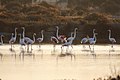 Flamingo-comum (Phoenicopterus roseus) (48629429742).jpg