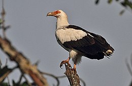 Flickr - Rainbirder - Palm-nut Vulture.jpg